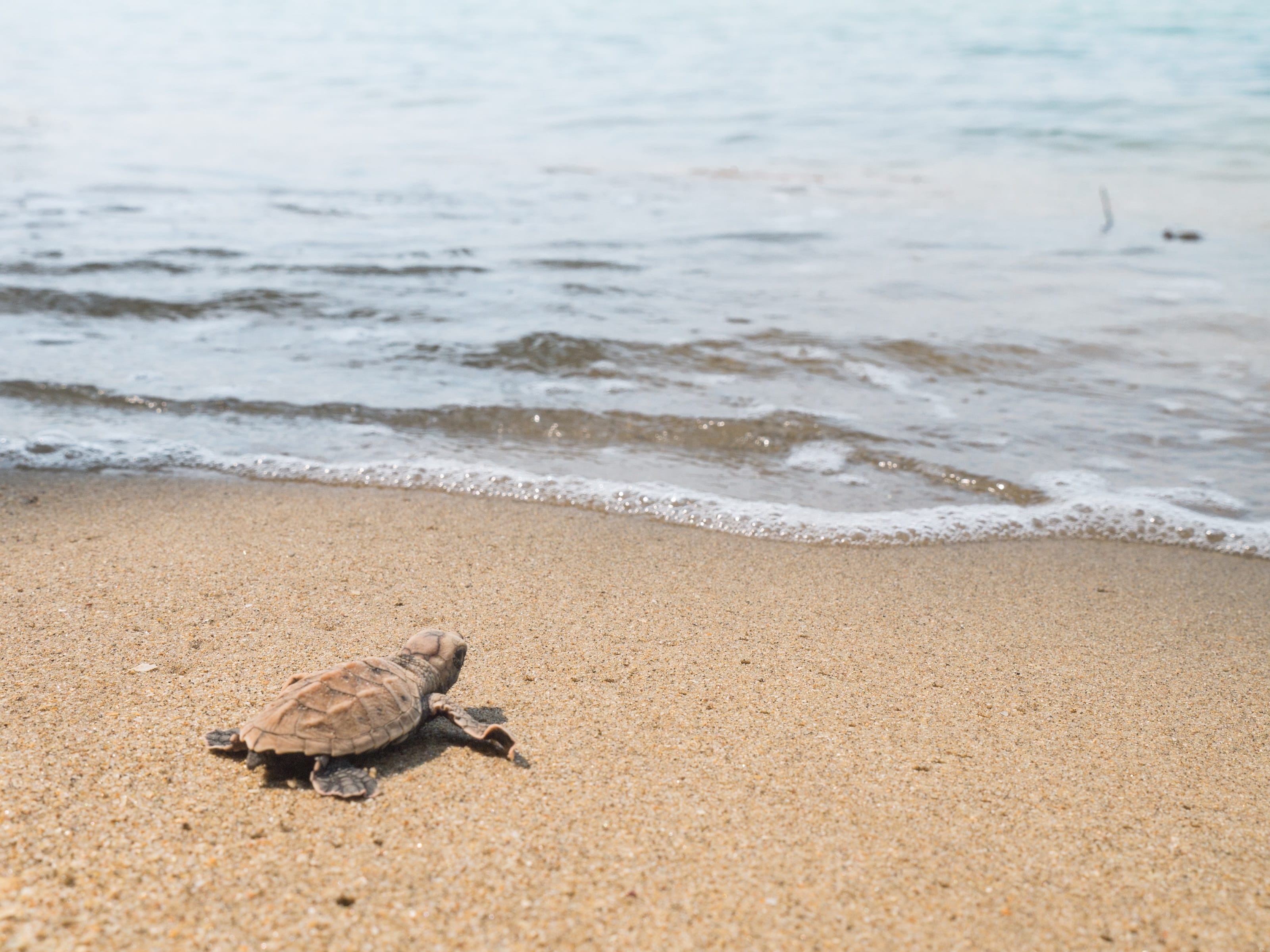 A photograph of a hawksbill turtle hatchling at the edge of the water on a beach